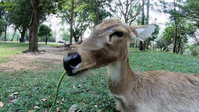 Rucervus eldii eating food in the zoo
