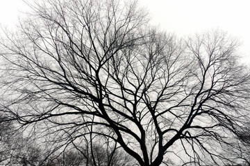 A view of an old tree with branches in central park in a foggy day