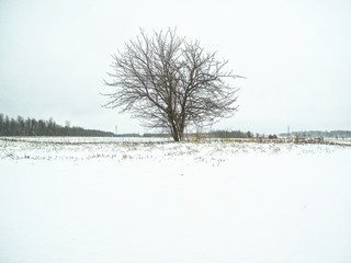 A tree standing out in the white.