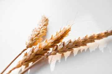 Wheat ears isolated on white background