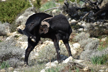 Black Mountain Goat Grooming, Cyprus