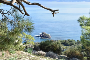 Pine Tree Details with Mediterranean Sea Background