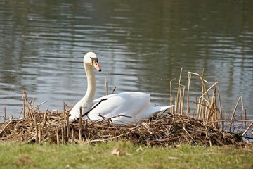 Schwan im Nest am See