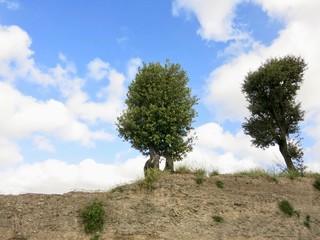 この木なんの木　気になる木