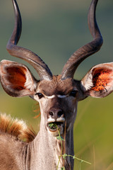 Portrait of a kudu male in Nkomazi Private Game Reserve - South Africa