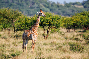 Giraffe in Nkomazi Private Game Reserve near Badplaas - South Africa