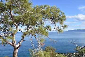 Calabrian Pine on the Mediterranean, Akamas Peninsula, Cyprus