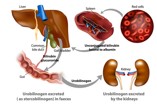 Bilirubin Metabolism. Medical Illustration