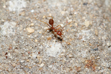 Oecophylla smaragdina Fabricius (red ant) on floor