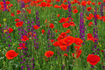 Fototapeta na wymiar Beautiful colorful flowers, poppies on the field