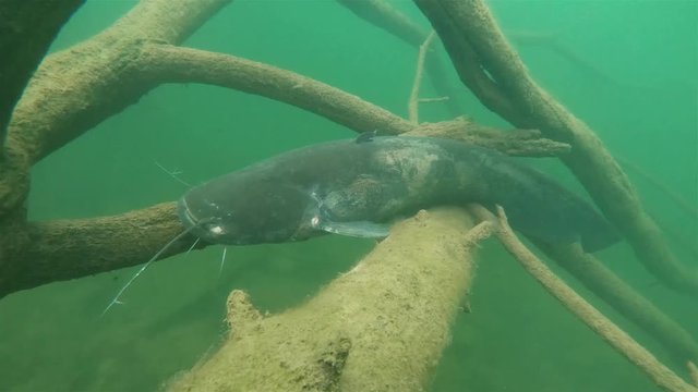 Underwater video of wels catfish also called sheatfish (silurus granis) lying on the flooded forest. Underwater footage of big European catfish from the beautiful lake. 