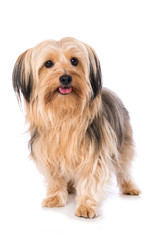 Little cross breed dog isolated on white background