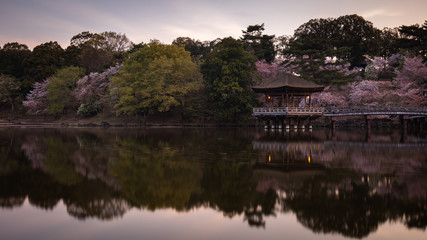 Fototapeta na wymiar 奈良県 浮見堂 桜