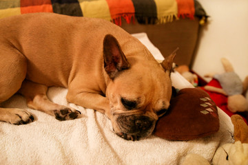Dog rest at home. Beautiful french bulldog lying, enjoying, relaxing and sleeping on bed blanket in living room of house. Cute doggy, pretty, domestic animal, pet in home, posing in front of camera.