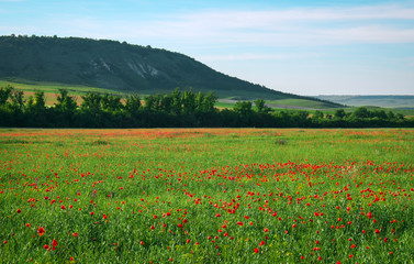 Spring flowers in field. Beautiful landscape. Composition of nature