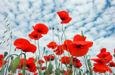 Beautiful flowers poppies against the blue cloudy sky