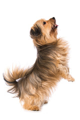 Little cross breed dog isolated on white background