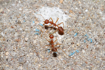 Oecophylla smaragdina Fabricius (red ant) on floor