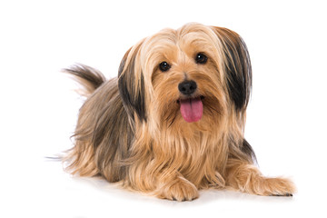 Little cross breed dog lying on white background