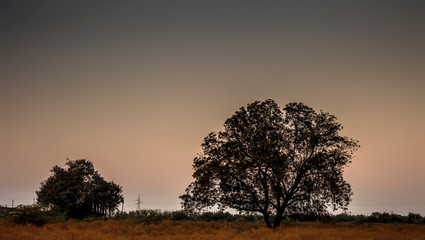 Silhouette of a two tree during sunset with clouds in the deep wilderness of forest concept of loneliness and break-up.