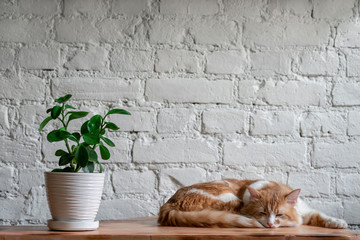  sleeping red cat, potted plant, in front of a white brick wall