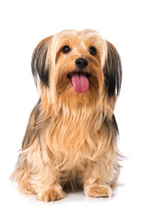 Little cross breed dog isolated on white background