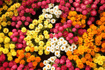 Colorful chrysanthemum The flowers in the garden are white, pink, orange and yellow.