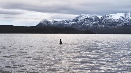 orcas and humpback whales hunting for herrings in the fjords of Norway in winter