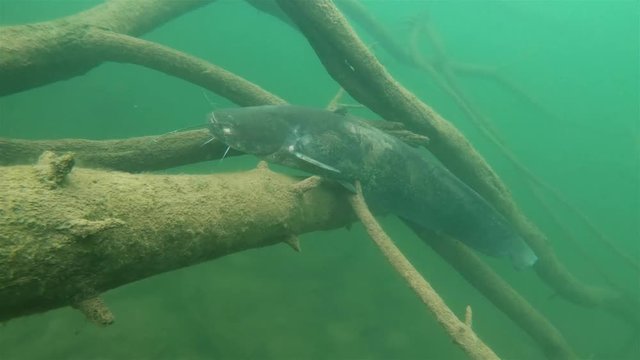 Underwater video of wels catfish also called sheatfish (silurus granis) lying on the flooded forest. Underwater footage of big European catfish from the beautiful lake. 