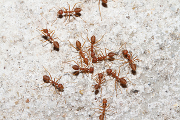 Group Oecophylla smaragdina Fabricius (red ant) on floor
