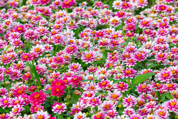 pink flowers field