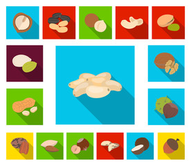 Different kinds of nuts flat icons in set collection for design.Nut Food vector symbol stock web illustration.