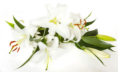 Fototapeta na wymiar white lilies on a light background 