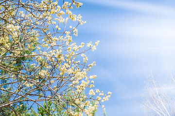 Spring branches of willow