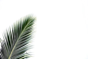 alone isolated palms leaf on white background