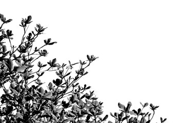 beautiful tree branch isolated on pale white background