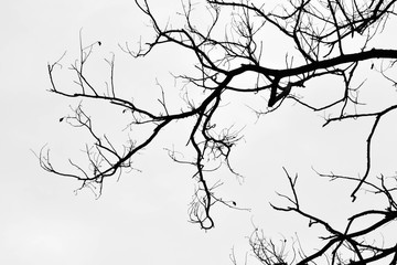 beautiful tree branch isolated on pale white background