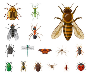 Isolated object of insect and fly symbol. Collection of insect and element vector icon for stock.