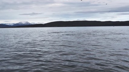 orcas and humpback whales hunting for herrings in the fjords of Norway in winter