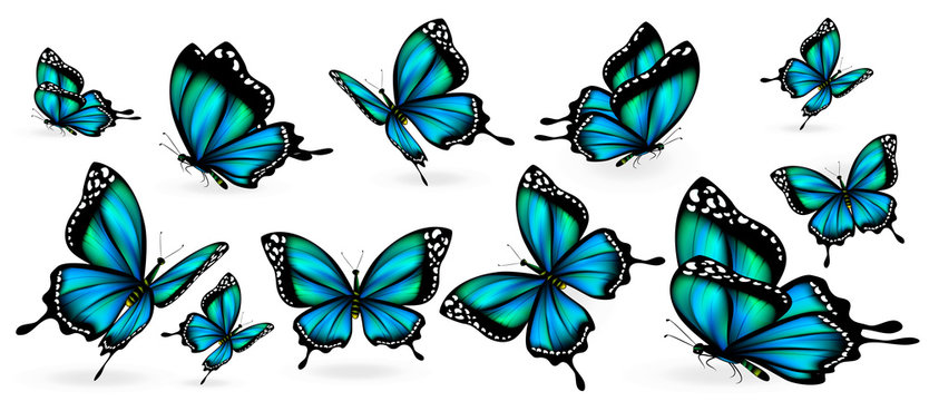 Fototapeta beautiful blue butterflies, isolated  on a white