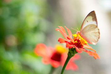 Butterflies in a beautiful flower garden