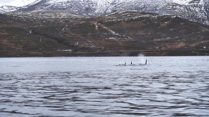 orcas and humpback whales hunting for herrings in the fjords of Norway in winter