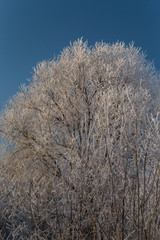 Obraz premium Drzewa zakrywający z szronem w pogodnym zima dniu