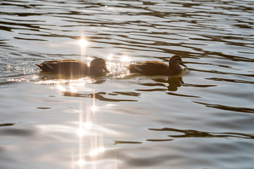 キラキラした水面を泳ぐ２羽のマガモ