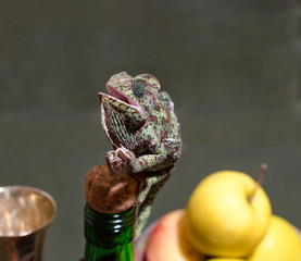 female chameleon sings sitting on the neck of a bottle © Sofiia