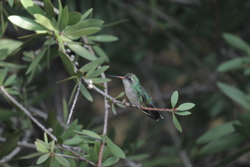 colibri 6