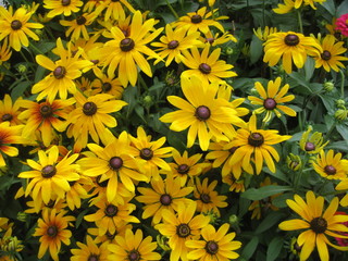 Yellow Flowers