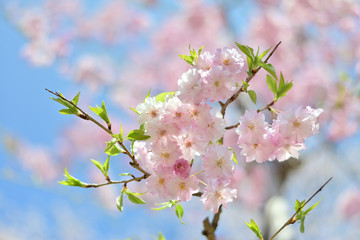 薄ピンク色の桜のアップ