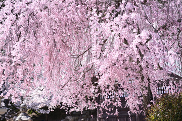 枝垂桜