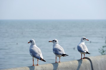 Seagulls migrating from other continents are waiting to catch their preys on the bridge.
